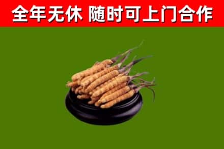 武进区烟酒回收冬虫夏草.jpg